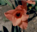 gladiolus.jpg (64295 bytes)